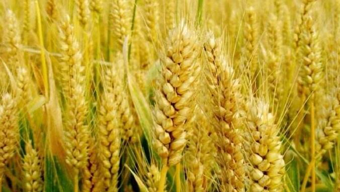中国宣布允许俄罗斯全境小麦进口