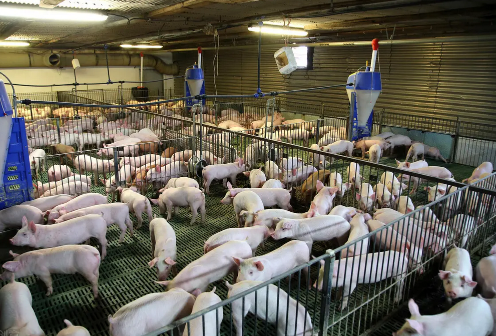 国内生猪供过于求，美国、俄罗斯等21国进口猪肉来袭，3月6日猪价